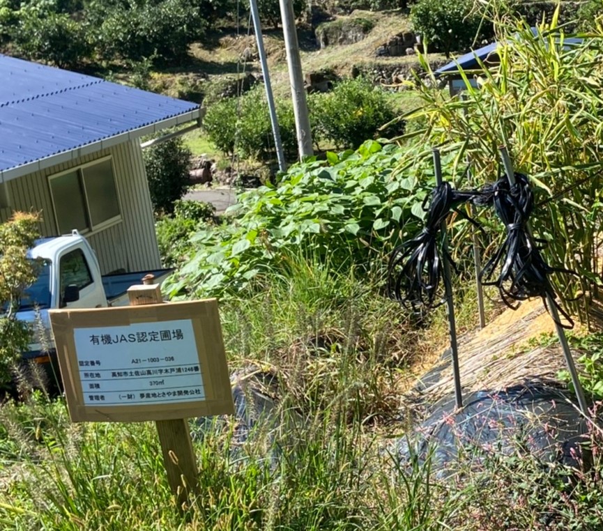 【訪問】 高知県　有機栽培生姜　夜蛾対策