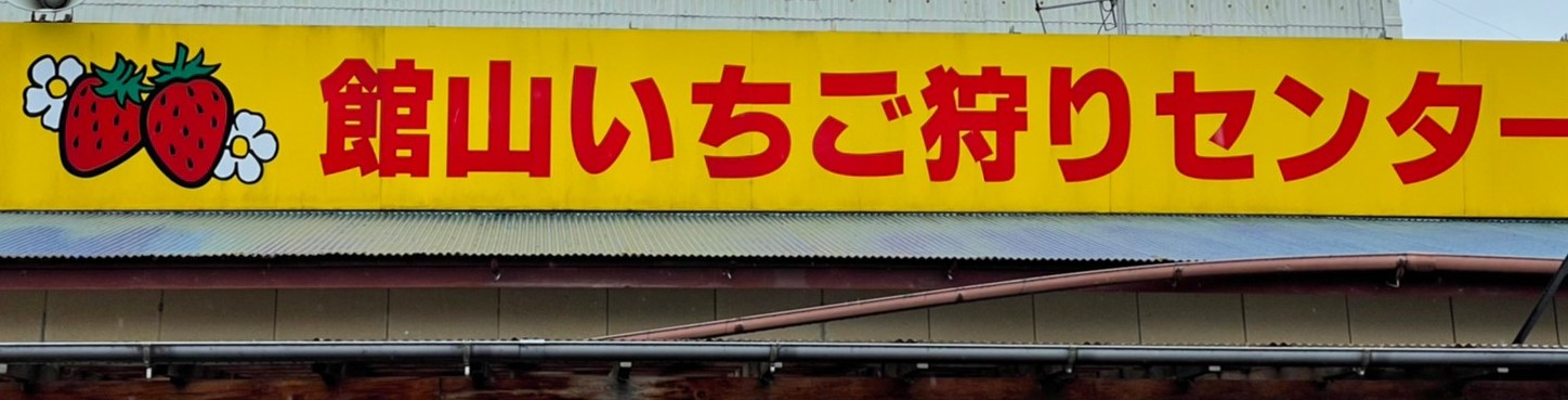【訪問】千葉県館山市　いちご　アザミウマ対策