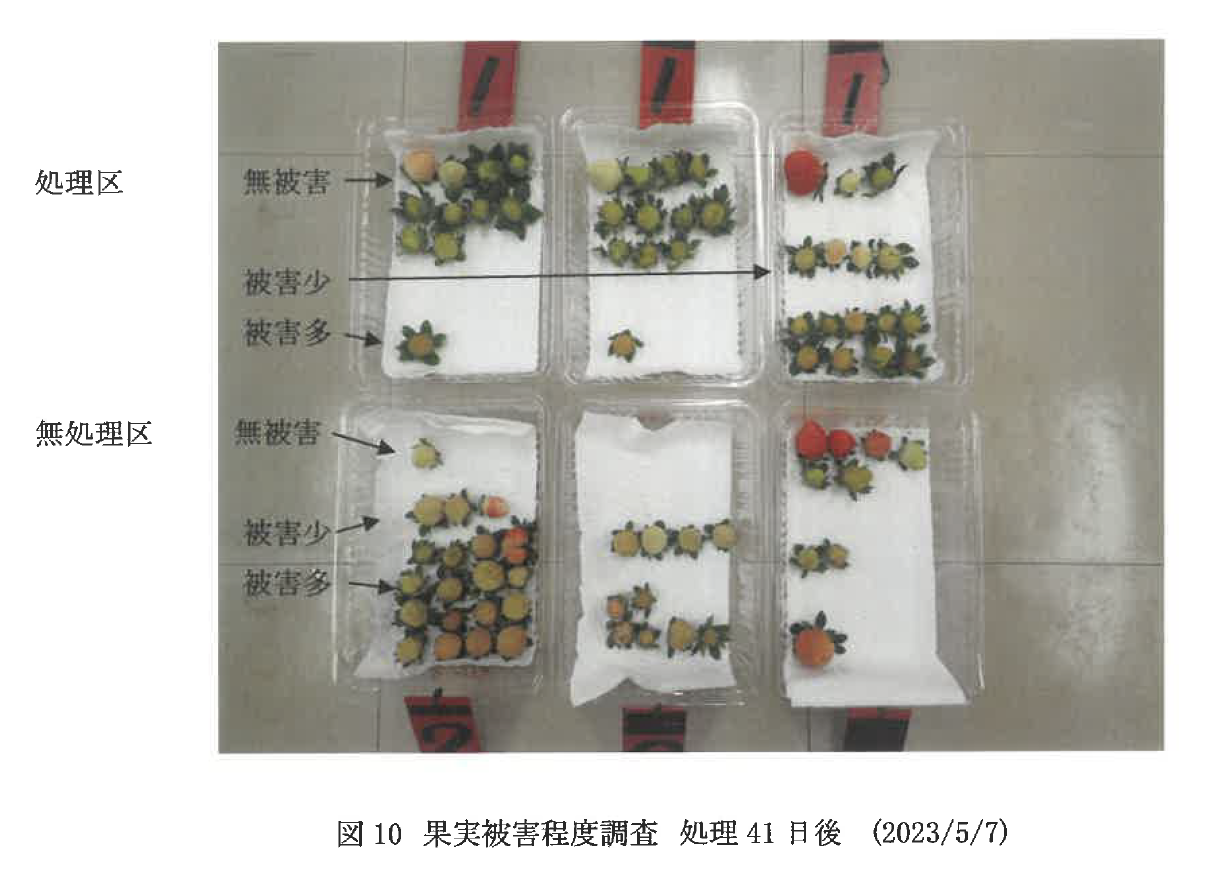 果実被害程度調査