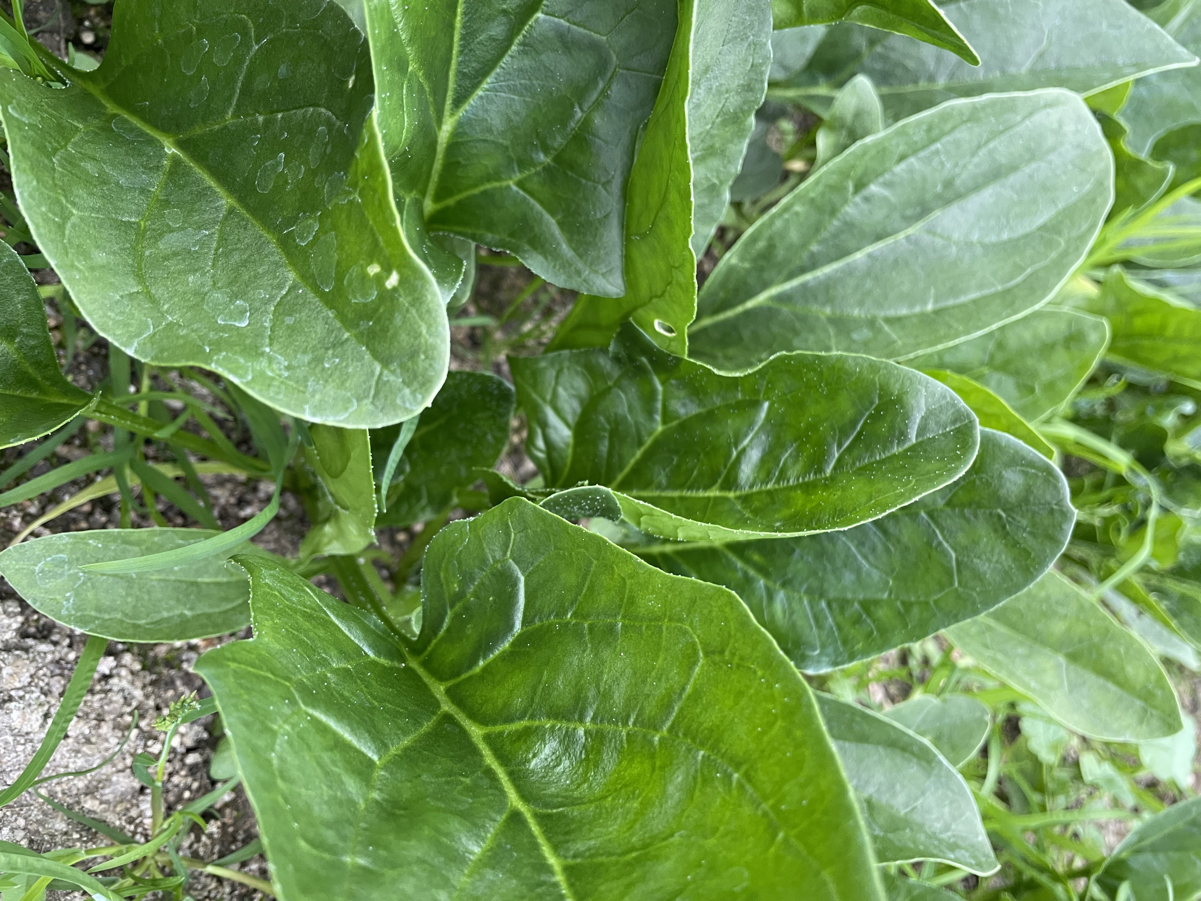 ほうれん草　ヨトウムシ対策のご紹介