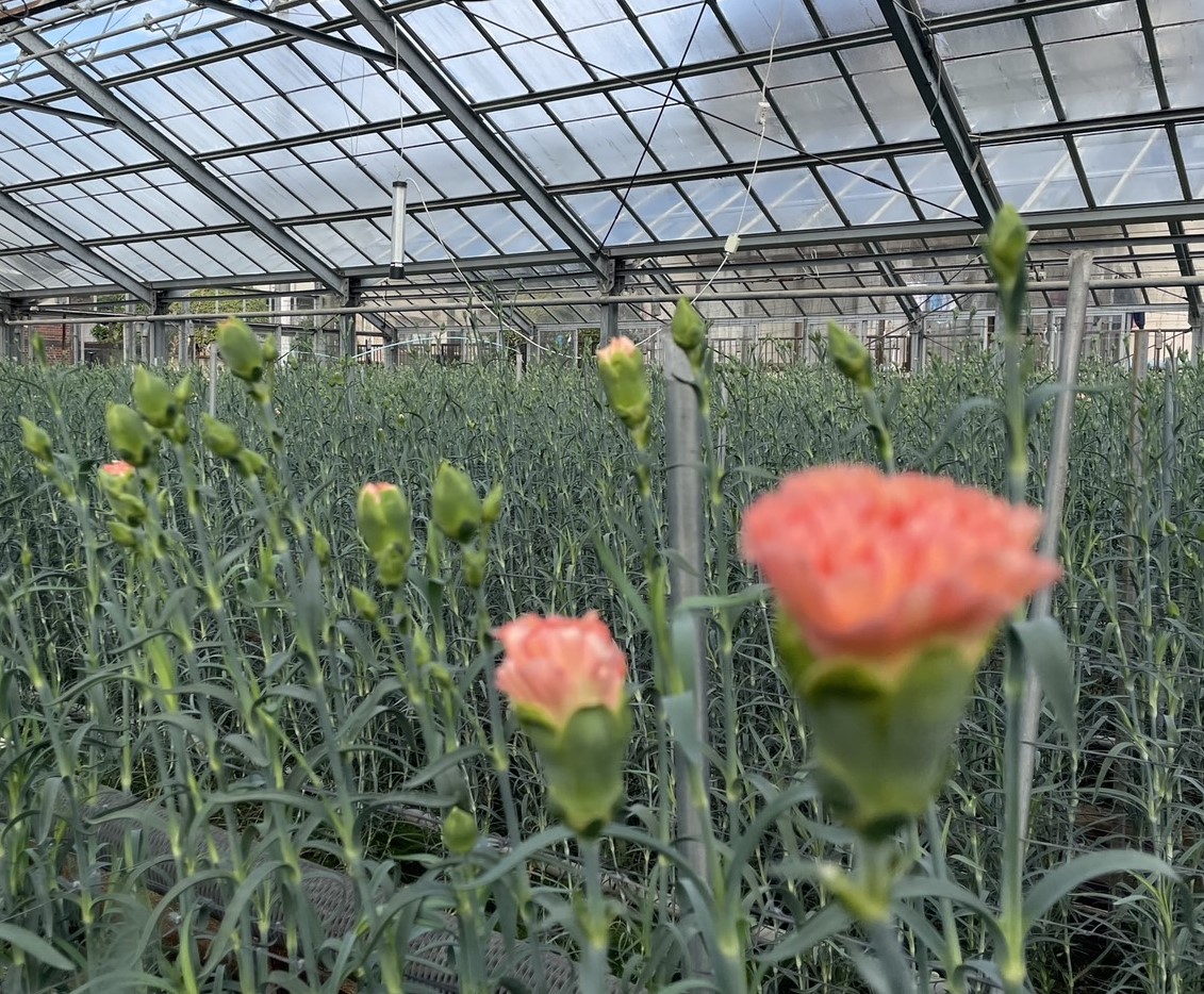 【お客様の声】カーネーションを育てる花園芸の豊田さまに訪問！夜蛾対策で秀品率アップ