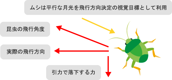 ムシの飛行行動と走光性