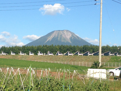 ほうずきの圃場