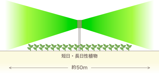 LEDの強い光が花芽形成に影響しないよう光の出方を工夫