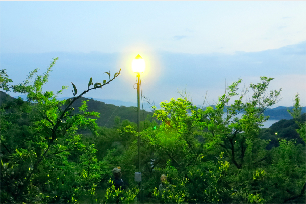 平成27年春　岡山県鹿久居島　スモモ園