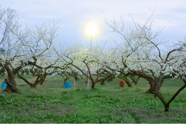 平成27年春　岡山県和気町スモモ園